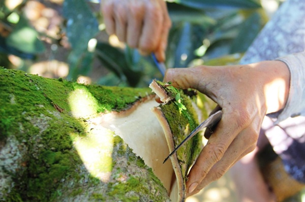 Cinnamon (bột quế) 