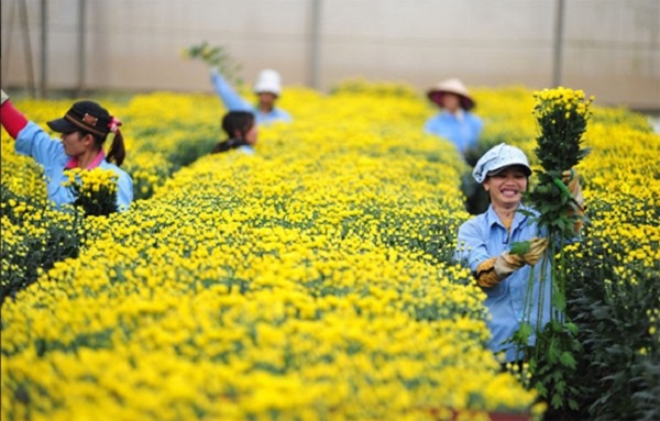 Kinh doanh hoa tươi, trái cây tươi 