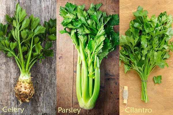 cách phân biệt parsley