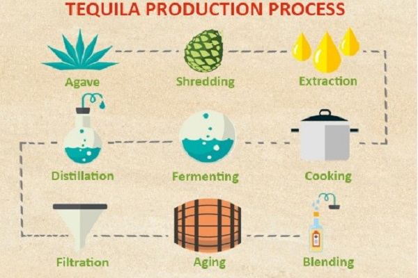 Quy trình sản xuất rượu Tequila